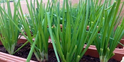 Kako posaditi batun na prozorskoj dasci